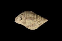 藏品(佛羅里達岩螺)的圖片